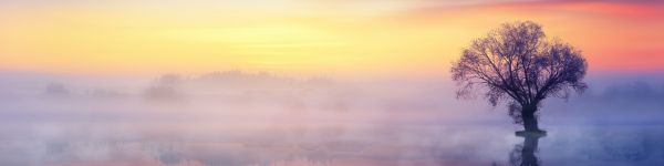 lonely tree, fog, reflection in the water Wallpaper 1590x400