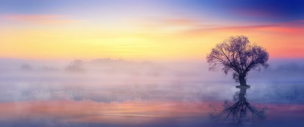 lonely tree, fog, reflection in the water Wallpaper 3440x1440