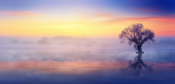 lonely tree, fog, reflection in the water Wallpaper 6000x2887