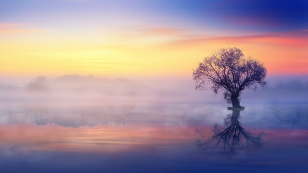 Обои 2048x1152 одинокое дерево, туман, отражение в воде