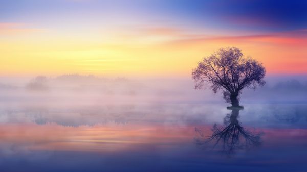 lonely tree, fog, reflection in the water Wallpaper 2048x1152