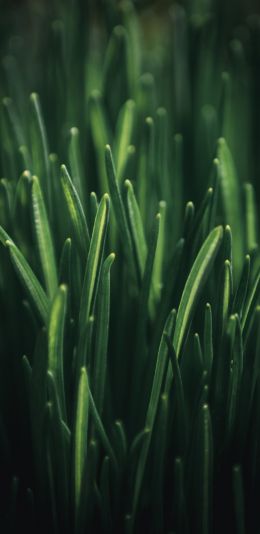 green grass, macro Wallpaper 1080x2220