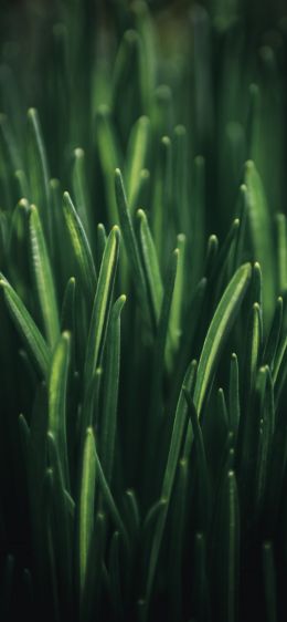 green grass, macro Wallpaper 1284x2778