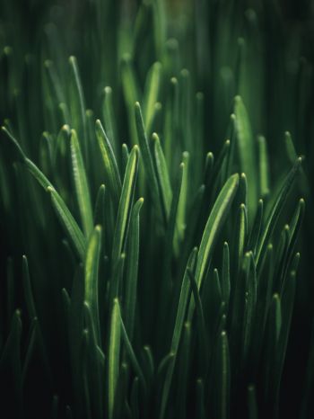 green grass, macro Wallpaper 1620x2160