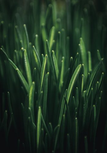 green grass, macro Wallpaper 1668x2388