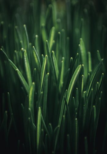 green grass, macro Wallpaper 1640x2360