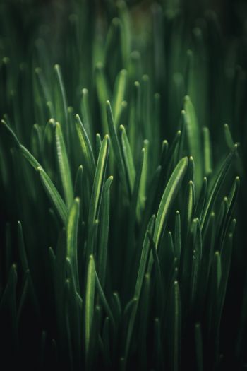 green grass, macro Wallpaper 640x960