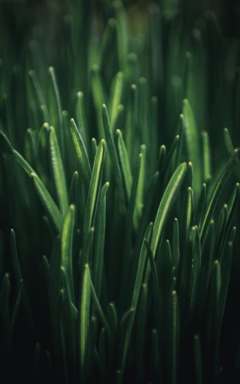 green grass, macro Wallpaper 1752x2800