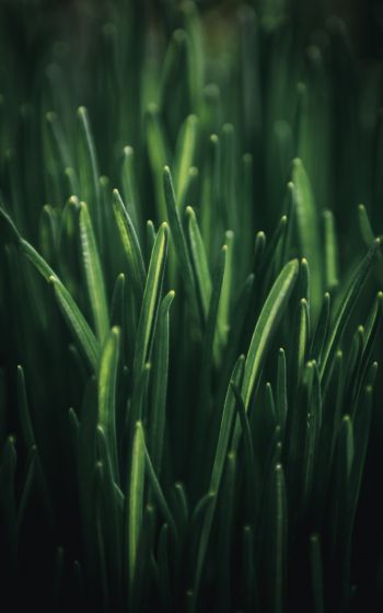 green grass, macro Wallpaper 800x1280
