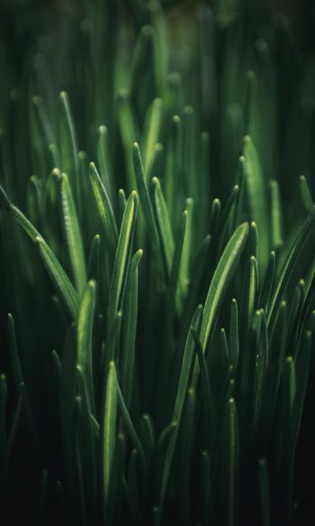 green grass, macro Wallpaper 1200x2000