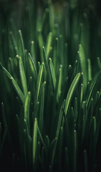 green grass, macro Wallpaper 600x1024