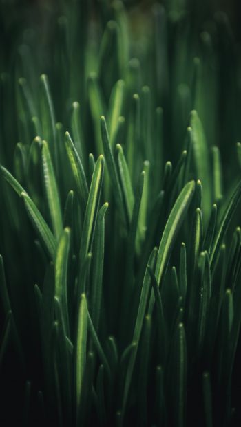 green grass, macro Wallpaper 640x1136