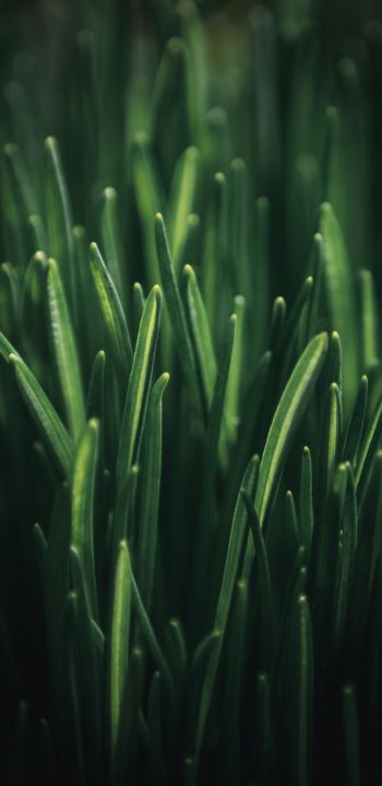 green grass, macro Wallpaper 1440x2960