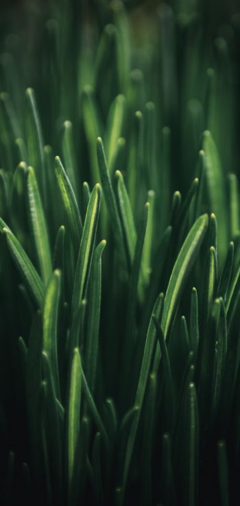 green grass, macro Wallpaper 1440x3040