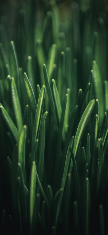green grass, macro Wallpaper 1080x2340
