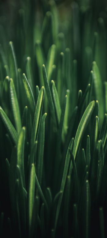 green grass, macro Wallpaper 1440x3200