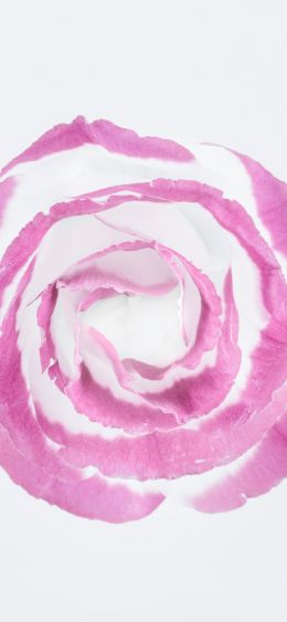 Обои 1080x2340 розовая роза, минимализм, на белом фоне
