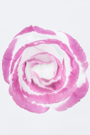 pink rose, minimalism, on white background Wallpaper 640x960