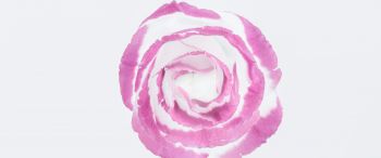 Обои 3440x1440 розовая роза, минимализм, на белом фоне
