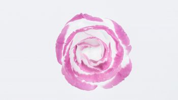 Обои 2048x1152 розовая роза, минимализм, на белом фоне