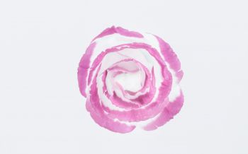 Обои 2560x1600 розовая роза, минимализм, на белом фоне