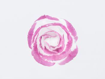 pink rose, minimalism, on white background Wallpaper 1024x768
