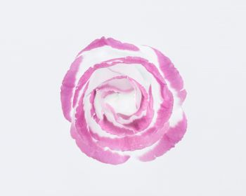Обои 1280x1024 розовая роза, минимализм, на белом фоне