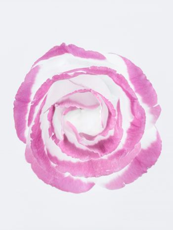 Обои 2048x2732 розовая роза, минимализм, на белом фоне