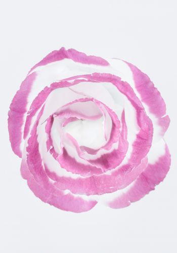 Обои 1668x2388 розовая роза, минимализм, на белом фоне