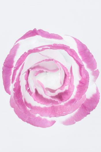 Обои 640x960 розовая роза, минимализм, на белом фоне