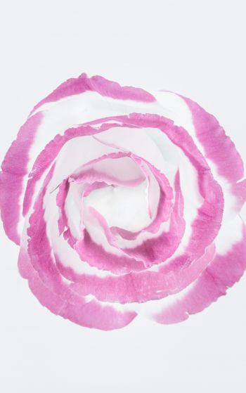Обои 1752x2800 розовая роза, минимализм, на белом фоне
