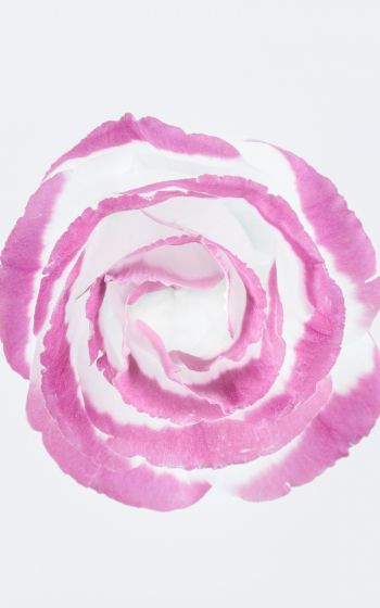 Обои 1200x1920 розовая роза, минимализм, на белом фоне
