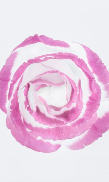 pink rose, minimalism, on white background Wallpaper 1200x2000