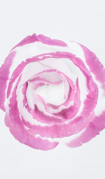 Обои 600x1024 розовая роза, минимализм, на белом фоне