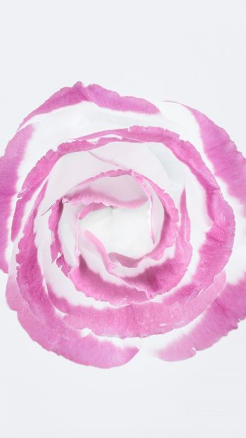 Обои 750x1334 розовая роза, минимализм, на белом фоне