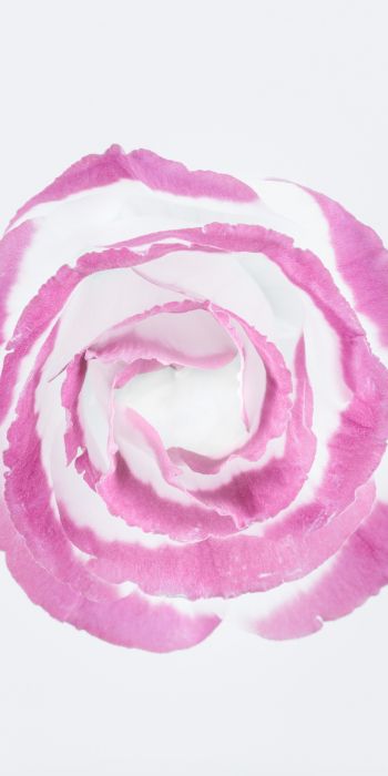 Обои 720x1440 розовая роза, минимализм, на белом фоне