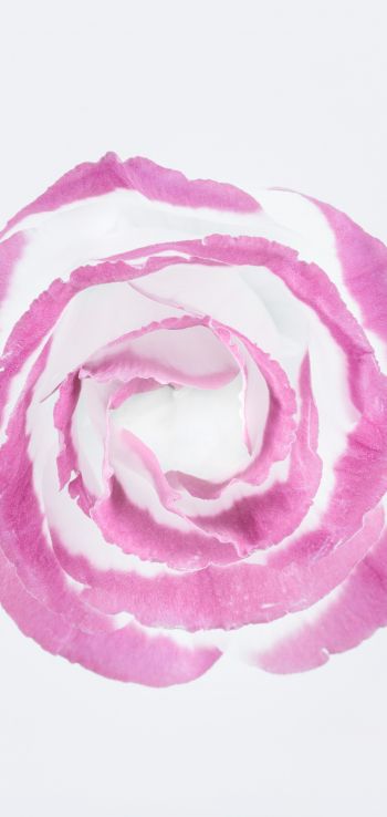 Обои 1440x3040 розовая роза, минимализм, на белом фоне