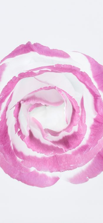 Обои 1284x2778 розовая роза, минимализм, на белом фоне