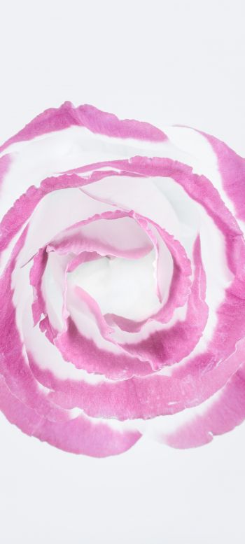 pink rose, minimalism, on white background Wallpaper 1440x3200