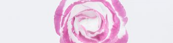 Обои 1590x400 розовая роза, минимализм, на белом фоне