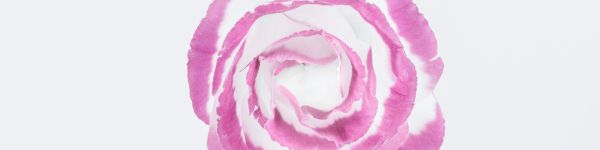 pink rose, minimalism, on white background Wallpaper 1590x400