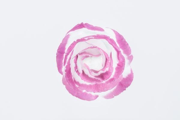 Обои 6000x4000 розовая роза, минимализм, на белом фоне