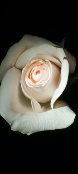 white rose, on black background, macro Wallpaper 1080x2400