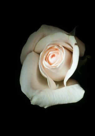 white rose, on black background, macro Wallpaper 1668x2388