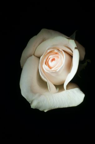 white rose, on black background, macro Wallpaper 2707x4113