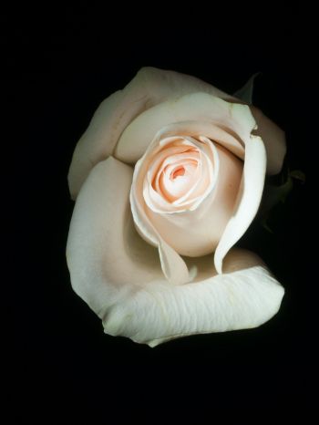 Обои 1620x2160 белая роза, на черном фоне, макро