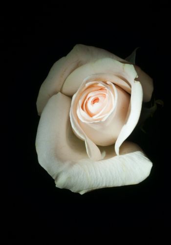 Обои 1668x2388 белая роза, на черном фоне, макро