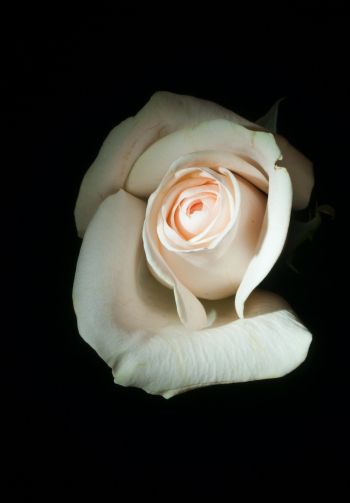 Обои 1640x2360 белая роза, на черном фоне, макро