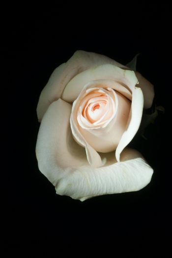Обои 640x960 белая роза, на черном фоне, макро