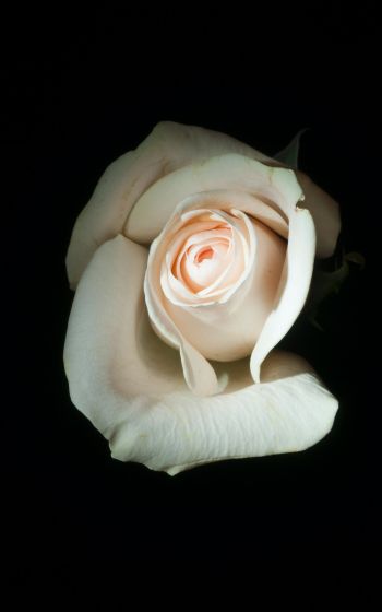 Обои 1600x2560 белая роза, на черном фоне, макро